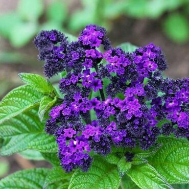 Гелиотроп (Heliotropium)