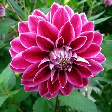Георгина (Dahlia)