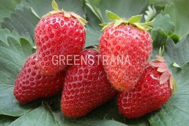 Земляника садовая Гирлянда (Fragaria x ananassa 'Girlyanda')