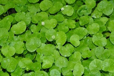 Гидрокотила (Hydrocotyle)