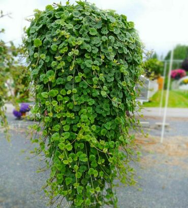 Глекома (Glechoma)