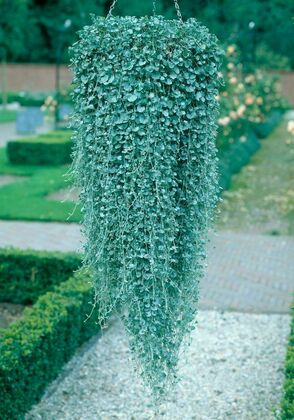 Дихондра (Dichondra)