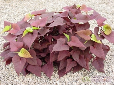 Ипомея (Ipomoea)