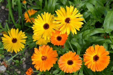 Календула (Calendula)