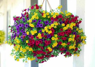 Калибрахоа (Calibrachoa)