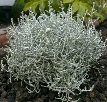 Калоцефалус (Calocephalus)