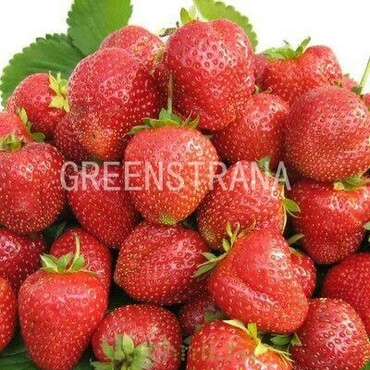 Земляника садовая Настёна Сластёна (Fragaria x ananassa 'Nastyona Slastyona')