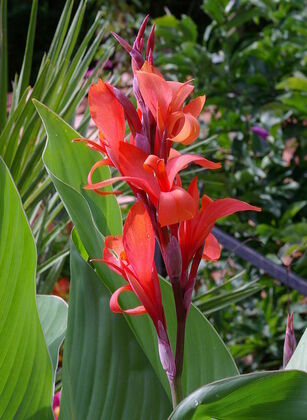 Канна индийская (Canna indica)