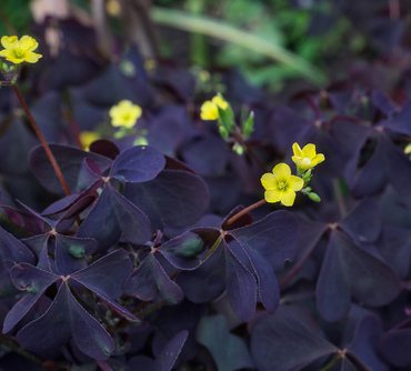 Кислица (Oxalis)