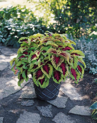 Колеус (Coleus)