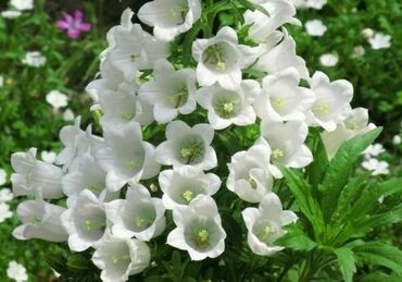 Колокольчик (Campanula)