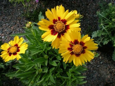 Кореопсис Розанна (Coreopsis 'Rosanna')