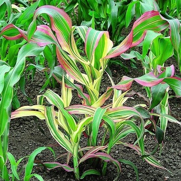 Кукуруза Филд оф Дримс (Zea mays 'Field of Dreams')