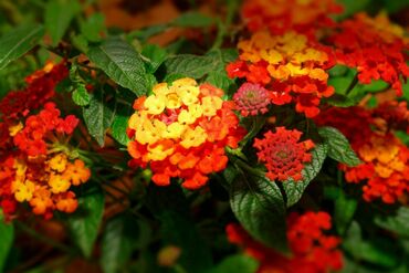 Лантана (Lantana)