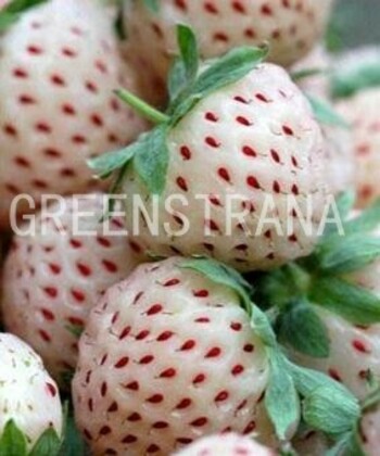 Земляника садовая Анабланка (Fragaria x ananassa 'Anablanca')