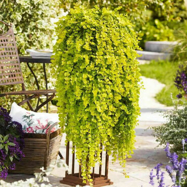 Лизимахия (Lysimachia)