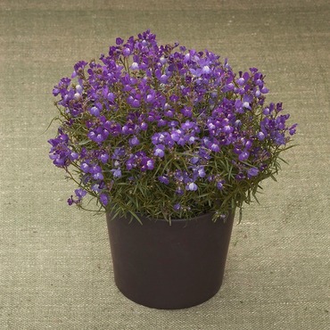 Льнянка (Linaria)