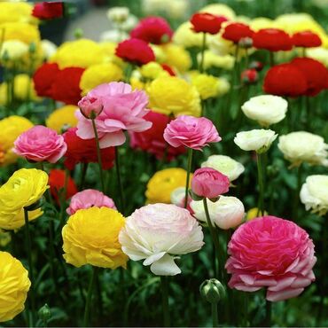 Лютик (Ranunculus)