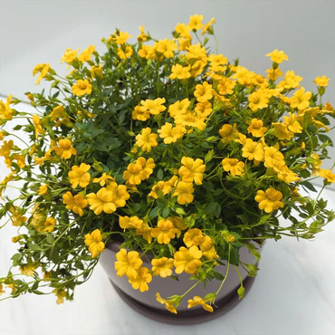 Мекардония крупноцветковая (Mecardonia grandiflora)