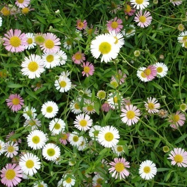 Мелколепестник (Erigeron)