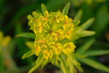 Молочай (Euphorbia)