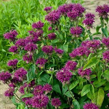 Монарда лимонная Бергамо (Monarda citriodora 'Bergamo') фиолетовая