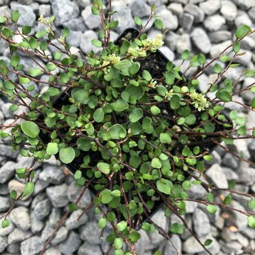 Мюленбекия спутанная (Muehlenbeckia complexa)