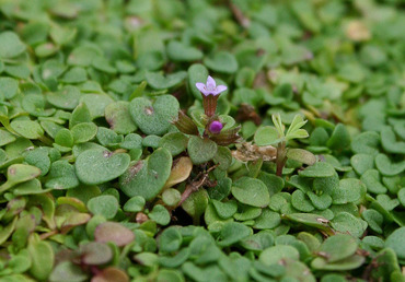 Мята корсиканская Мини-минт (Mentha requienii 'Mini Mint') (не съедобная)