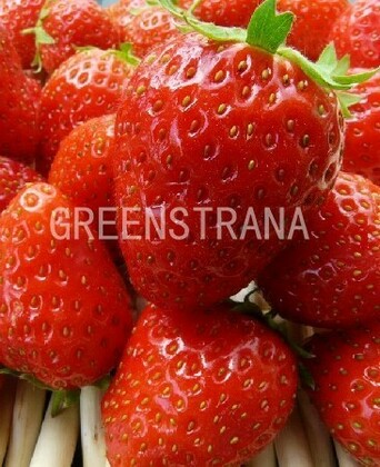 Земляника садовая Мальвина (Fragaria x ananassa 'Malwina')