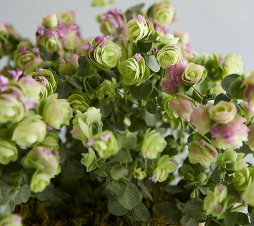 Орегано декоративное Киригами (Origanum 'Kirigami')