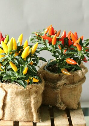 Перец декоративный (Capsicum)