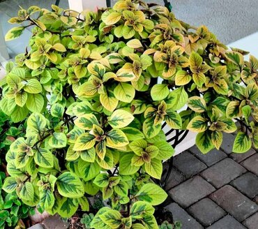 Плектрантус (Plectranthus)