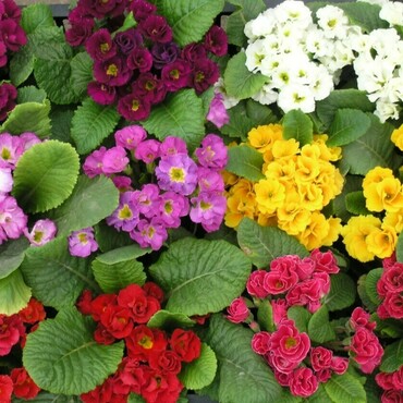 Примула (Primula)