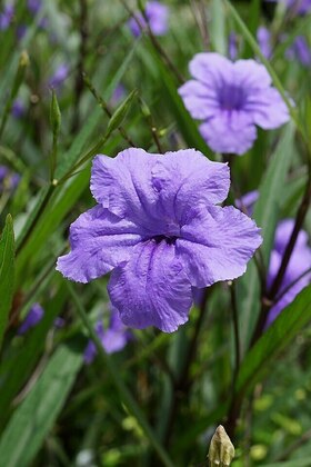Руэллия Портелла (Ruellia portellae)