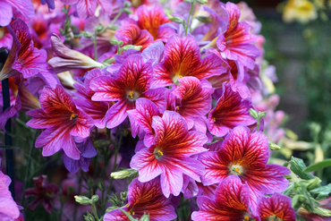 Сальпиглоссис выемчатый Роял (Salpiglossis sinuata 'Royal')