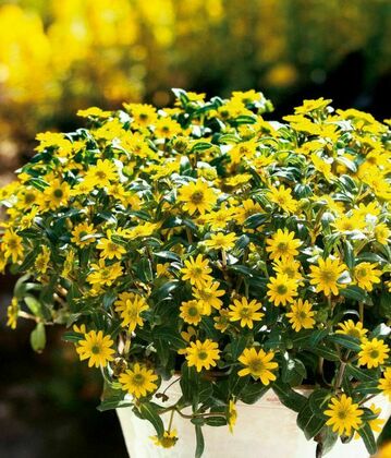 Санвиталия (Sanvitalia)