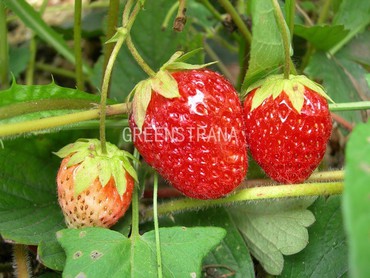 Земляника садовая Вечная весна (Fragaria x ananassa 'Vechnaya Vesna')