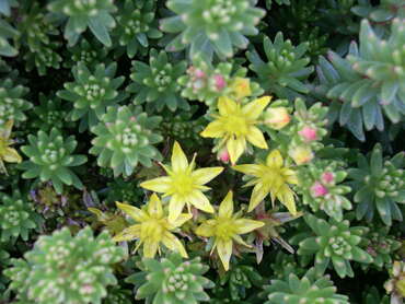 Седум краснеющий Лизард (Sedum 'Lizard')