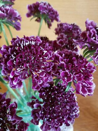 Скабиоза Гелато Блюберри (Scabiosa 'Gelato Blueberry')