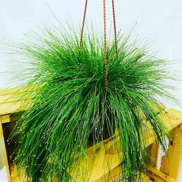 Скирпус (Scirpus)