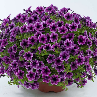 Сурфиния (Petunia 'Surfinia')