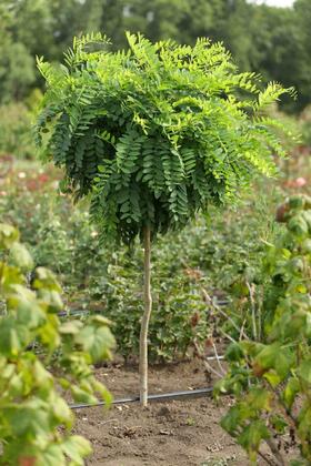 Акация шаровидная (Acacia)