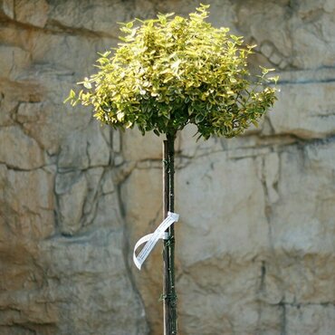 Бересклет (Euonymus) на штамбе