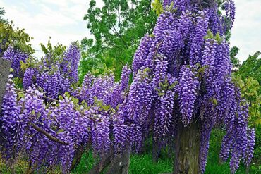 Глициния (Wisteria)