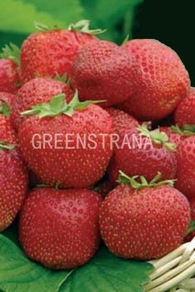 Земляника садовая Карнавал (Fragaria x ananassa 'Carnaval')