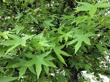 Ликвидамбар обыкновенный (Liquidambar styraciflua)