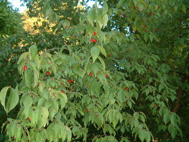 Дерен мужской (Cornus mas) (кизил)