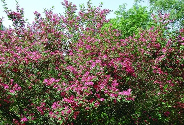 Жимолость татарская (Lonicera tatarica)