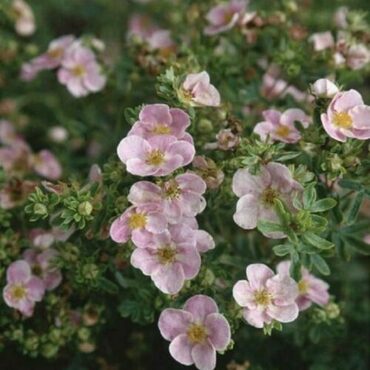 Лапчатка кустарниковая Нью (Dasiphora fruticosa 'New')