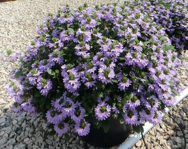 Сцевола приятная (Scaevola aemula)